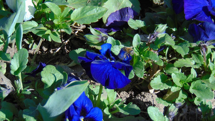 flores e insectos hermosos