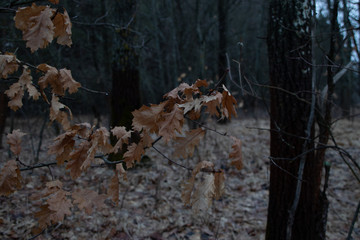 Yellow oak colorful leaves close-up, in the autumn season