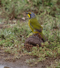 Southern African Bokmakierie (Telophorus zeylonus) standing on top of elephant excrements on ground. Blurred background