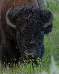 Close up of Buffalo Face