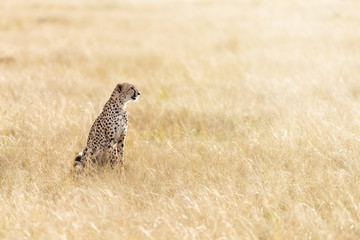 Adult cheetah in sunlight in the Masai Mara