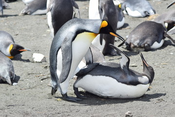 royal penguin to Crozet in southern island