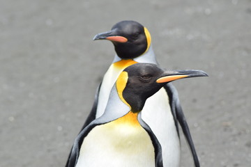 royal penguin to Crozet in southern island