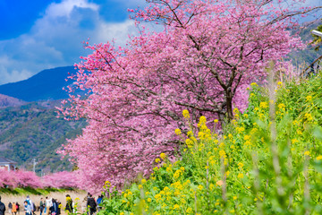 河津桜　河津桜まつり　静岡県賀茂郡河津町