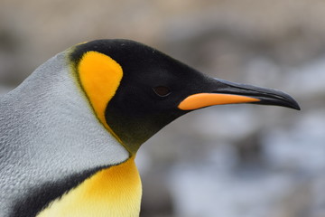 royal penguin to Crozet in southern island