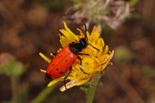 Mylabris quadripunctata Vierpunktiger &Ouml;lk&auml;fer FR, Provence, Saint-R&eacute;my-de-Provence 04.07.2015