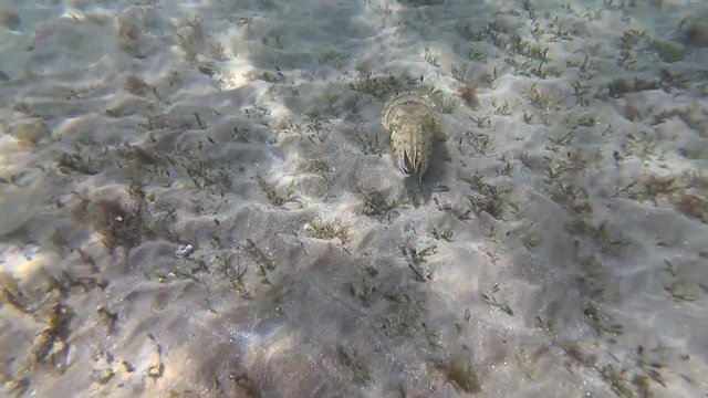 Hooded coottlefish (Sepia prashadi), cuttlefish runs away from the diver over the sandy bottom at a shallow depth. Red Sea, Egypt