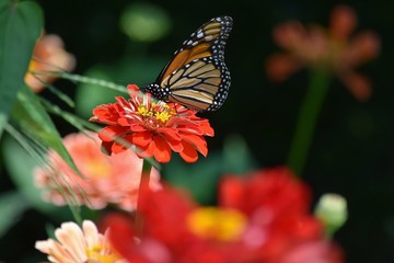 butterfly on flower