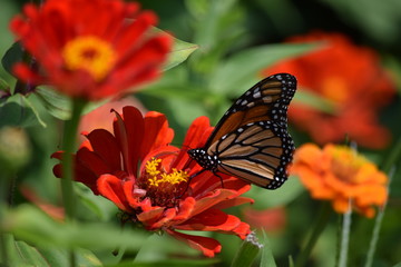 butterfly on a flower