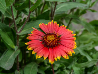 Colorful marguerite flower at garden