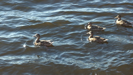 Ducks on Neva river