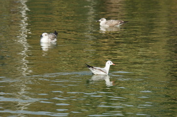 ducks in pond