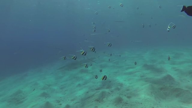A flock of fish swim near the shore ned sandy bottom. Red Sea, Abu Dubb. Egypt