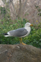 seagull on a rock