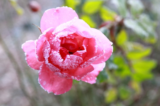 Eisrose 2