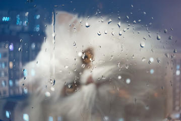 White Persian cat outside the window looks at the raindrops on the glass. Focus on drops