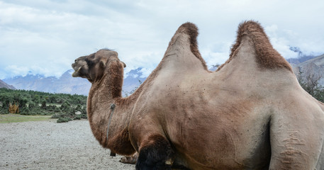 Camel safari in Nubra Valley of Ladakh, India