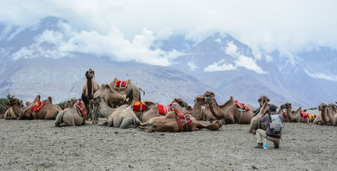 Camel safari in Nubra Valley of Ladakh, India