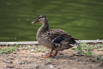 duck