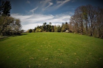 landscape with trees and blue sky