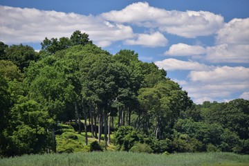 landscape with trees and blue sky