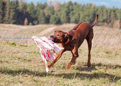 Dog breed Rhodesian ridgeback  caught the prey of the mechanical hare on the dog races. Coursing