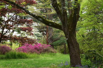 trees in the park