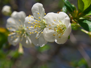 white Cherry flowers on branch tree at the springtime in sunny day