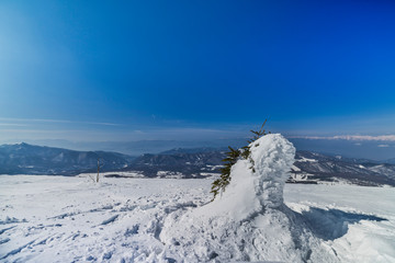 菅平高原の樹氷