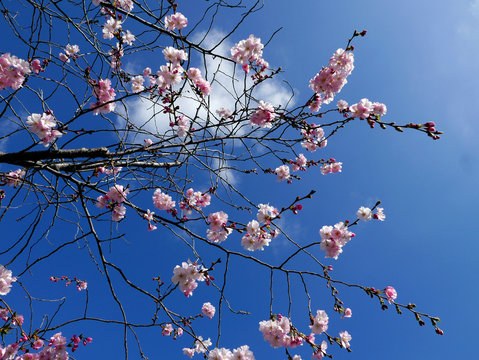 rami di pesco fioriti in primavera