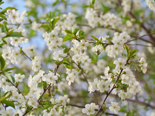 white Cherry flowers on branch tree at the springtime in sunny day