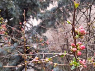 Brunches with bunches of pale pink and green buds against the trees