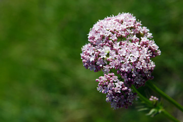 Close view of valeriana officinalis in a sunny day