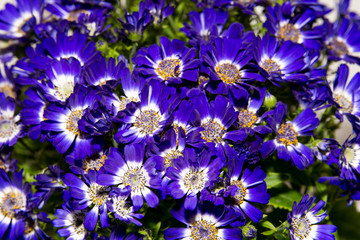 Potted flowers close-up. Purple and white flower petals.