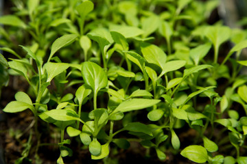 Fototapeta na wymiar Small seedlings of Petunia flowers grow in a tray for cultivation. Seedlings of flowers.