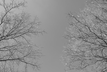 Abstract image looking up at leafless tree branches. Fall winter season branches framing a view to the sky. Looking up to sky. Minimal nature background