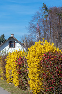 Erste Fr&uuml;hlingsbl&uuml;ten in den Hecken: gelbe Forsythien und rote Zierquittenbl&uuml;ten