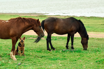 Two horses walking and are guided by dog near the river on grass field