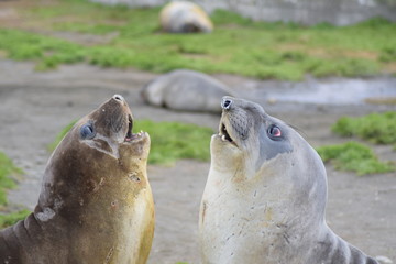 seal, animal, mammal, sea, beach, wildlife, ocean, marine, nature, water, lion, elephant seal, sealion, fur, animals, sea lion, seals, antarctica, coast, elephant, sand, cute, wild, fat, seal, brown, 