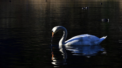 The elegance of the swan reflected in the water.
