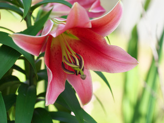 Closeup orange red yellow white Lily flowers in a garden bed, Macro shot, Pistil and stamen and bud and drop scent oil.