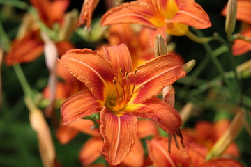 orange lily in the garden