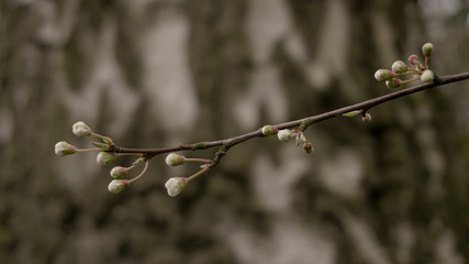 Kirschbl&uuml;te Vintage