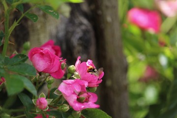 flowers in garden with bee
