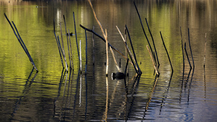 Coot swiming in the painted water. Picture of a coot between branches in the water.
