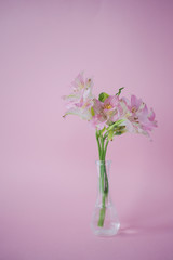 Beautiful flower, vase, spring, gift, pink background.
