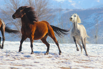Naklejka na ściany i meble horses of different colors gallop in the mountains, one horse chases other horses, horses in nature in winter