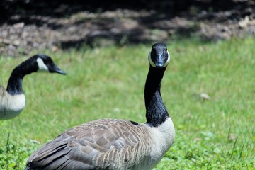 canada goose on grass