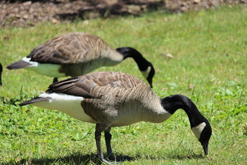 canada goose on green grass
