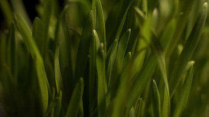 Sun illuminating fresh green grass, growth of new seedlings, eco harvesting